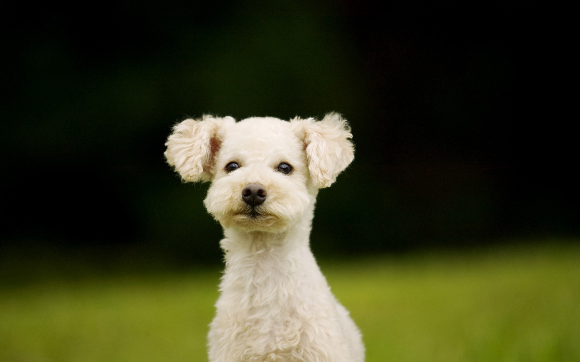 萌宠,动物,可爱,宠物,汪星人,儿童桌面专用