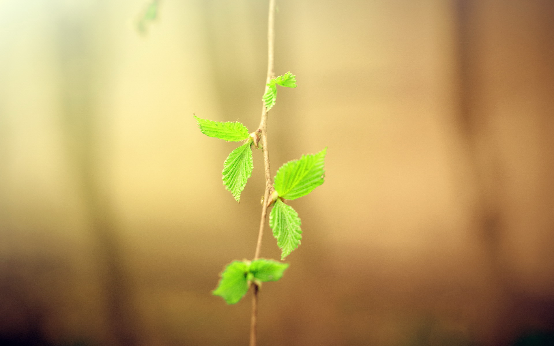 小清新,清爽,温馨,儿童桌面专用,护眼壁纸