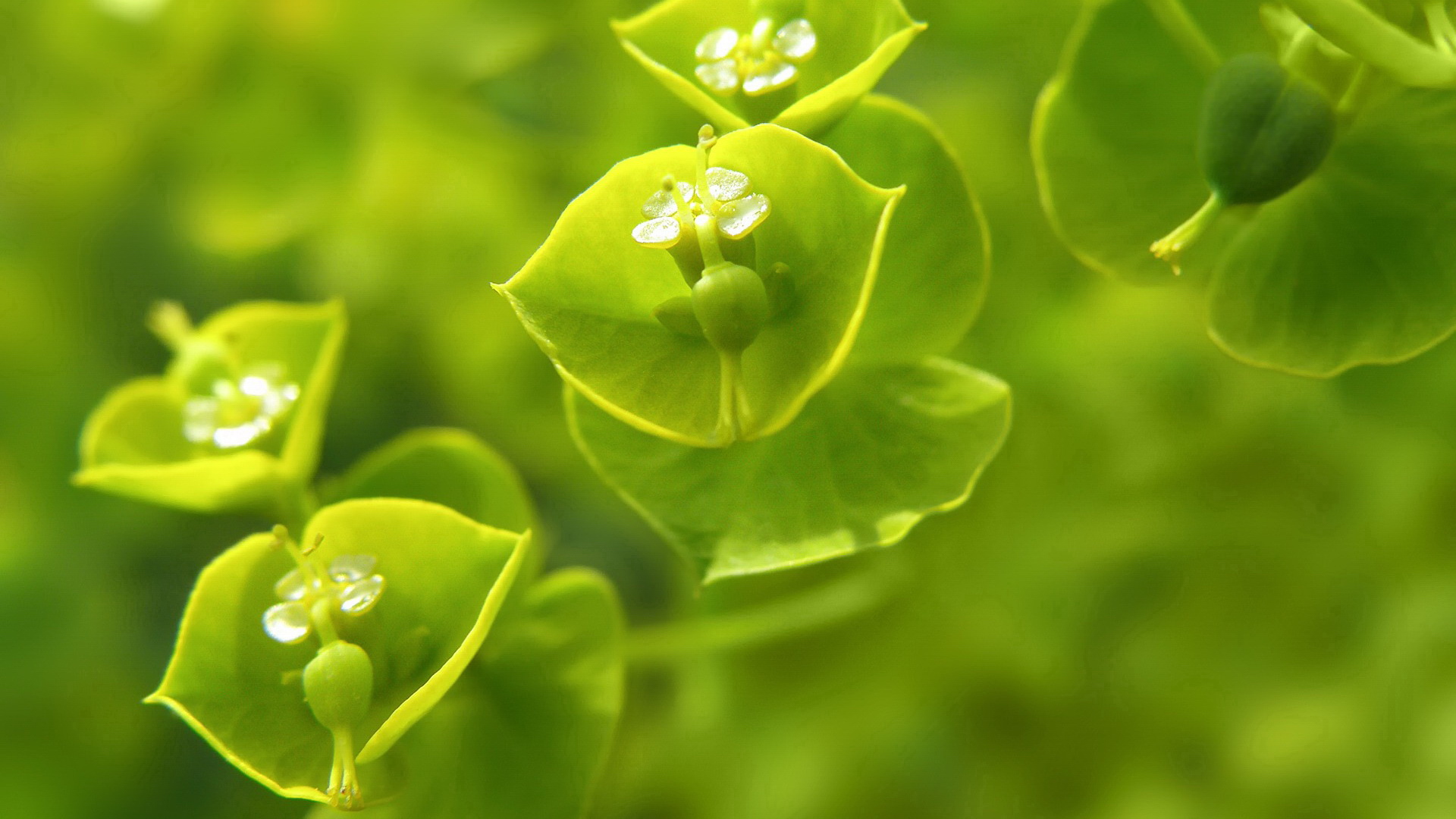 小清新,护眼壁纸,儿童桌面专用