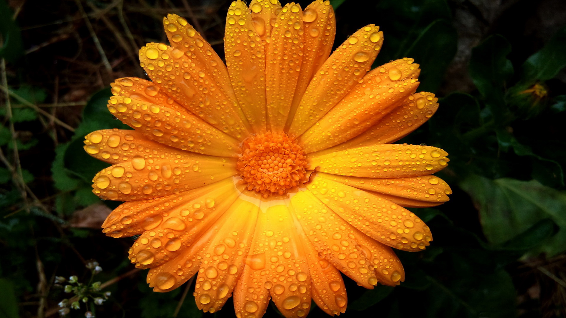 小清新,清爽,温馨,儿童桌面专用,鸟语花香