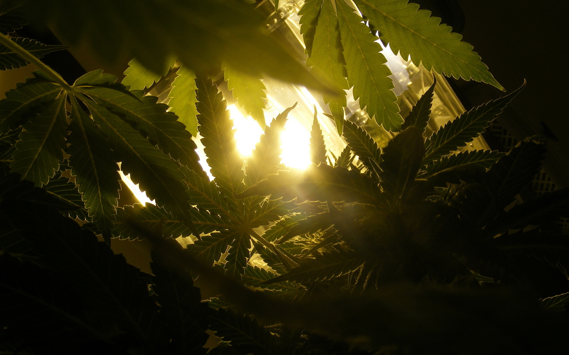 小清新,清爽,温馨,护眼壁纸