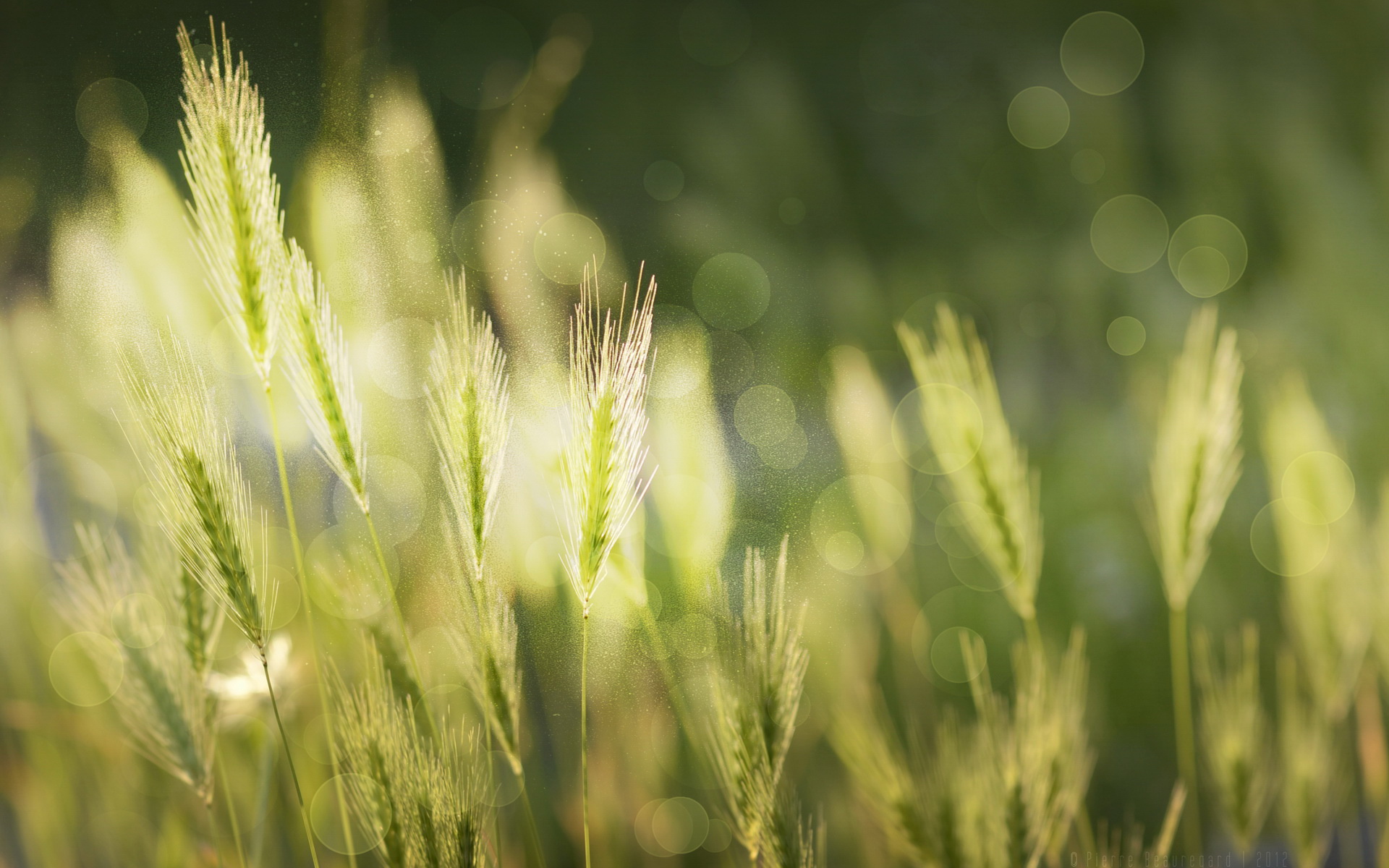 小清新,静物写真,植物,小草,护眼壁纸,儿童桌面专用