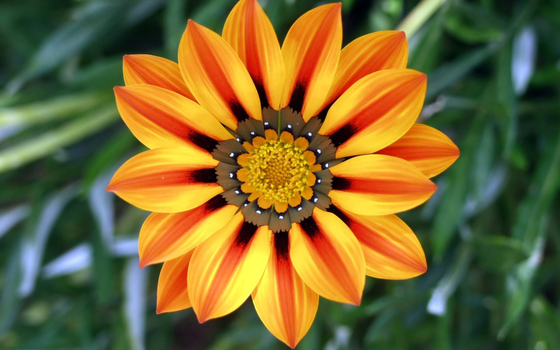 小清新,清爽,温馨,儿童桌面专用,娇艳欲滴