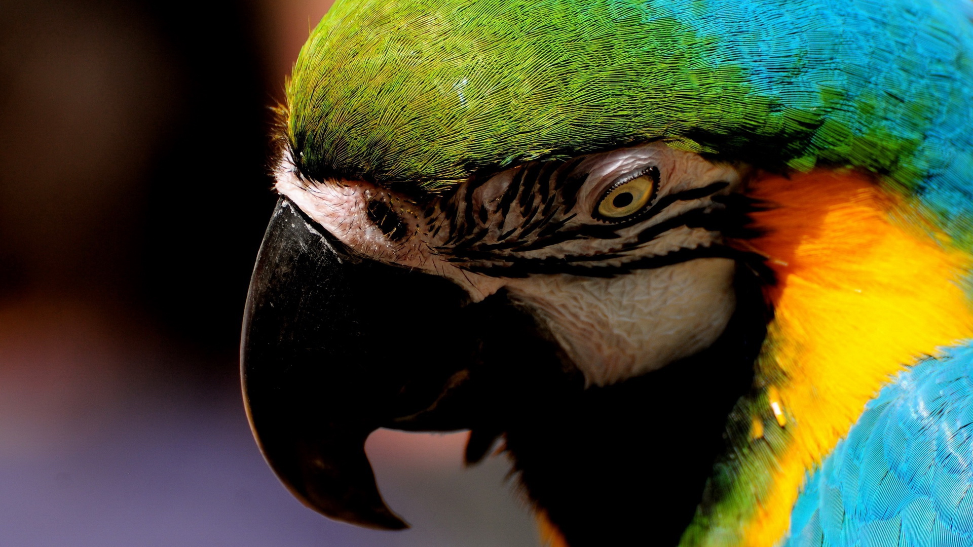 萌宠,动物,可爱,儿童桌面专用,野生动物