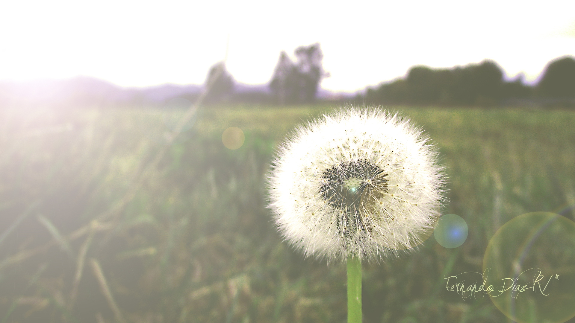小清新,清新淡雅,蒲公英,儿童桌面专用