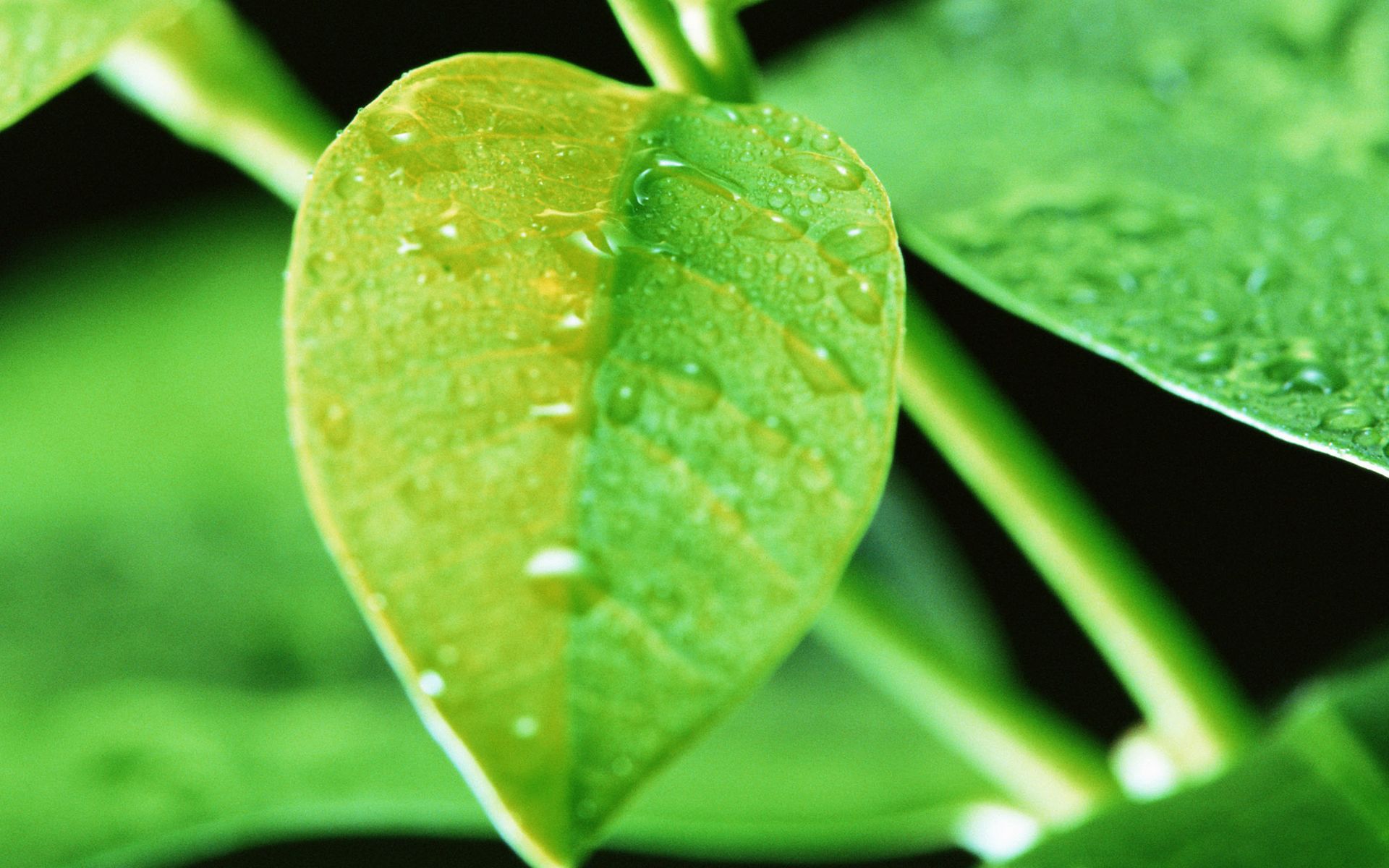 小清新,清爽,护眼壁纸,儿童桌面专用