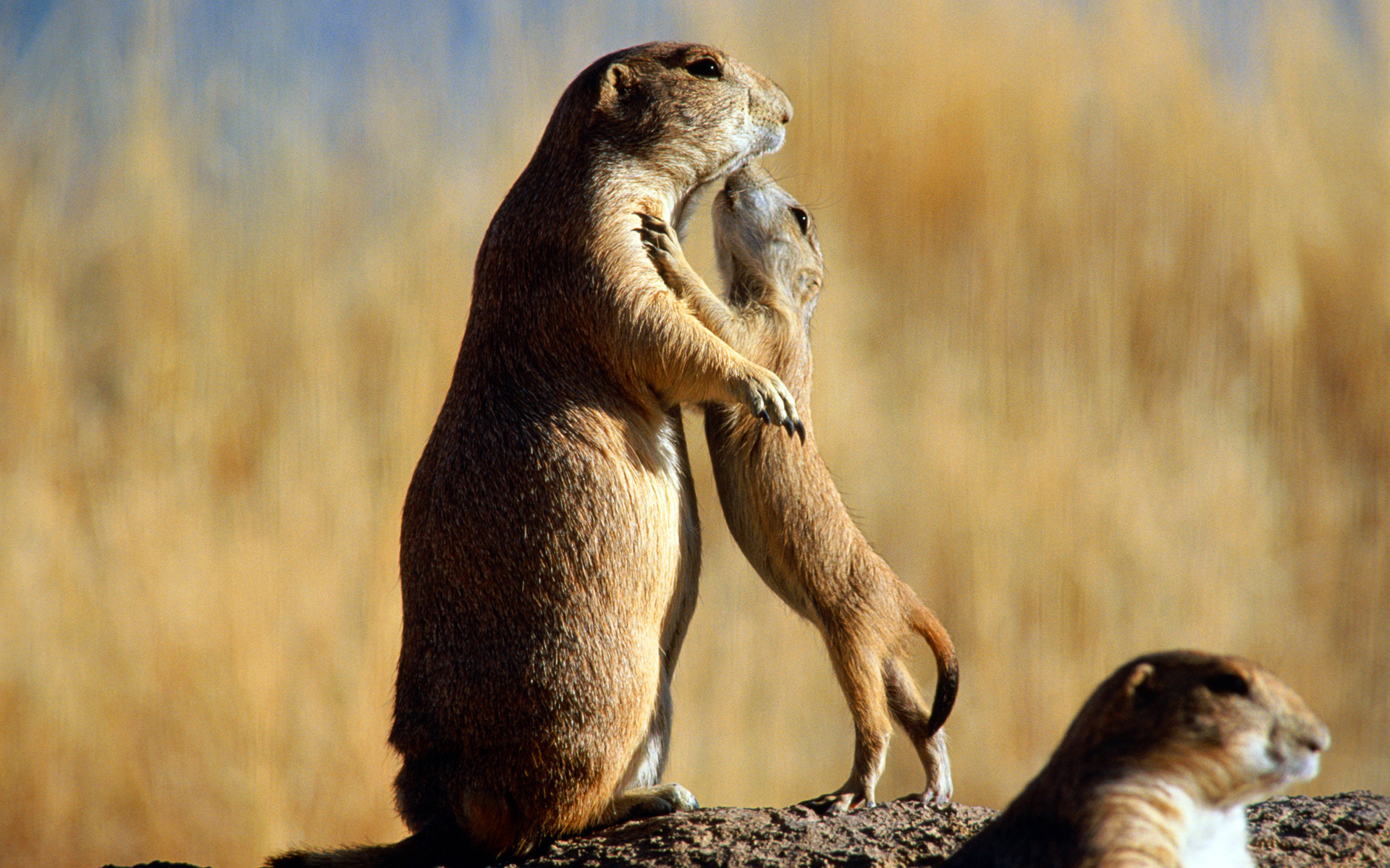 萌宠,动物,可爱,热带生物,野生动物,儿童桌面专用