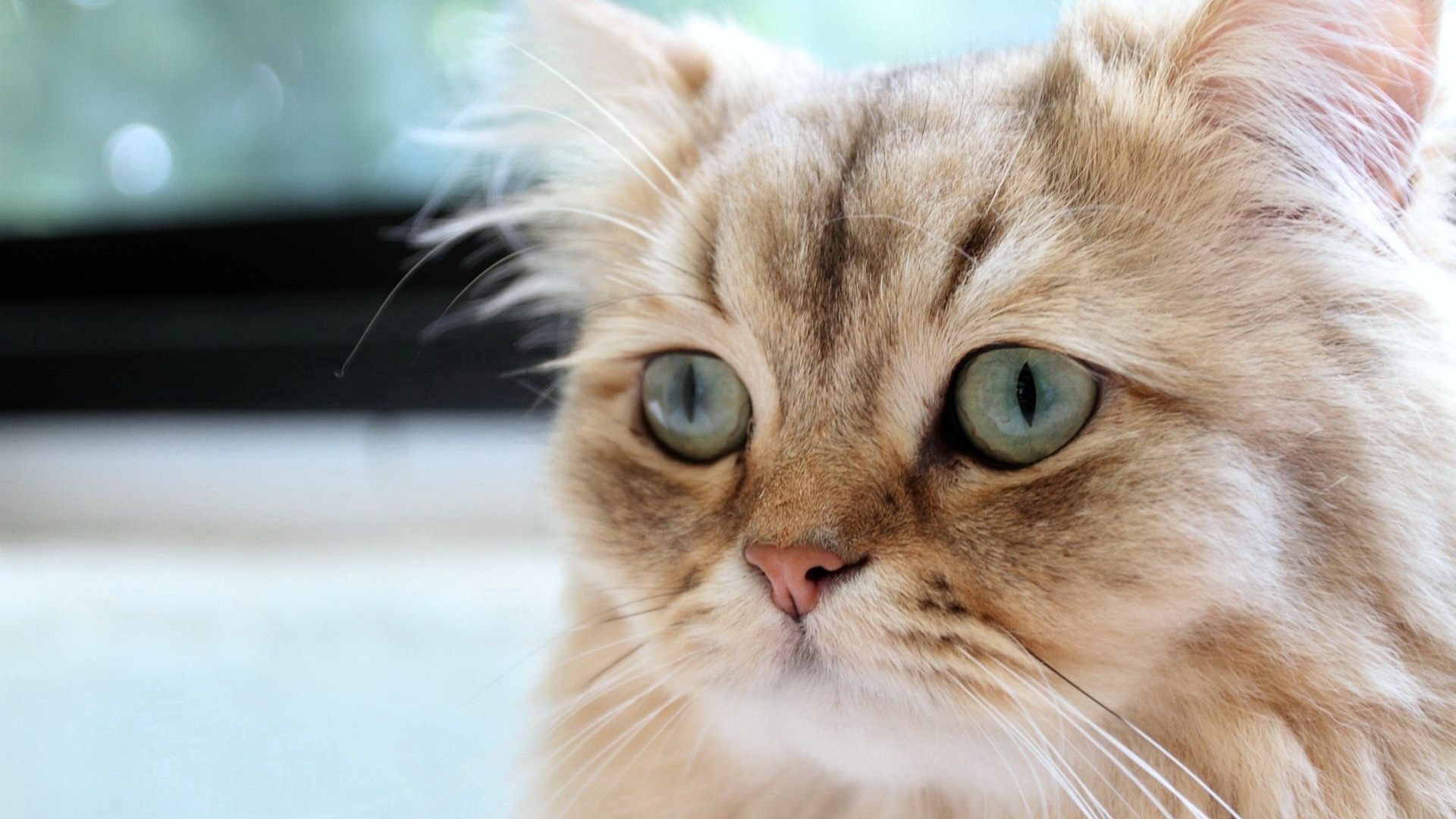 萌宠,动物,可爱,萌物,宠物,喵星人,猫,古灵精怪,儿童桌面专用