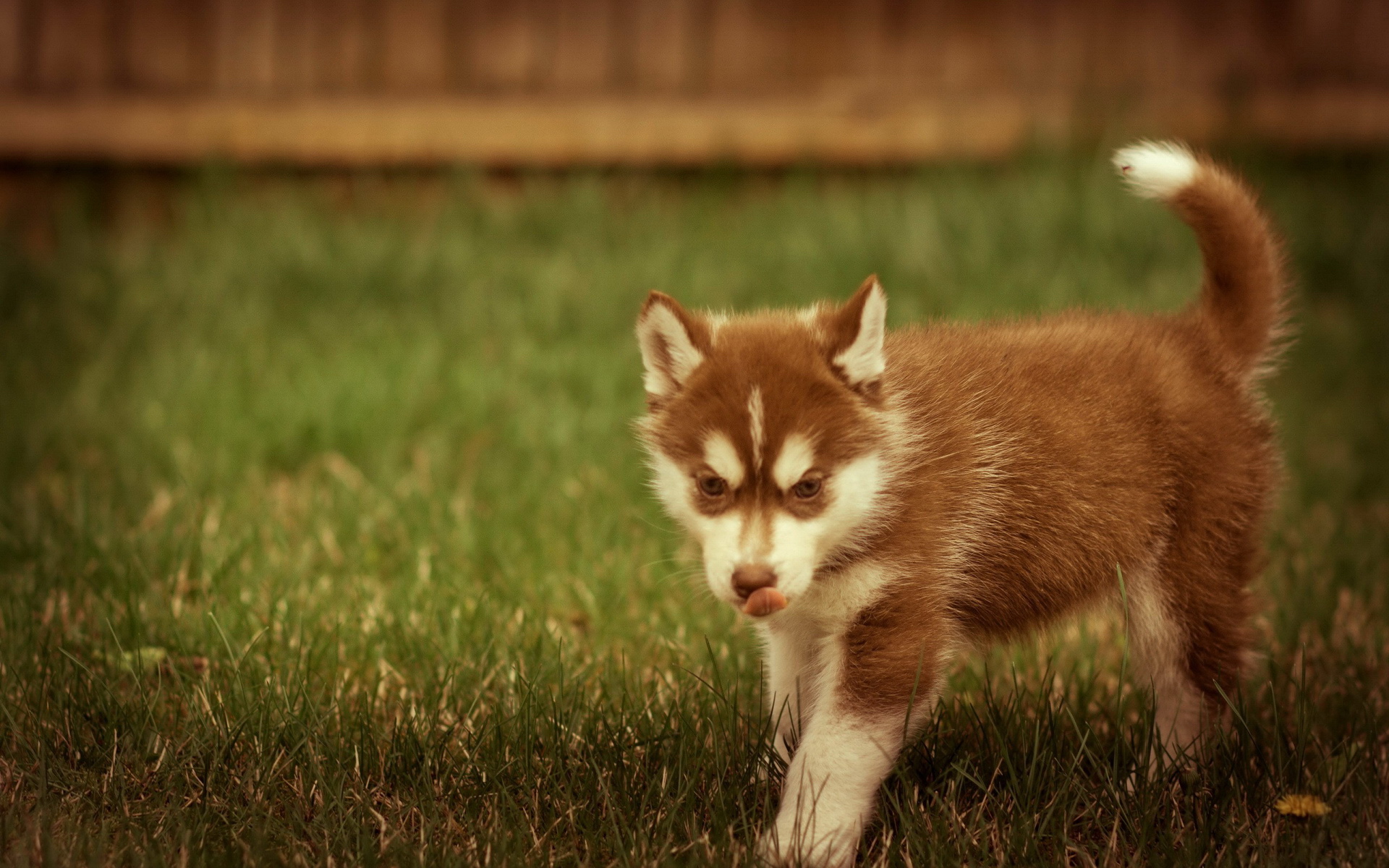 萌宠,动物,可爱,儿童桌面专用,宠物,汪星人