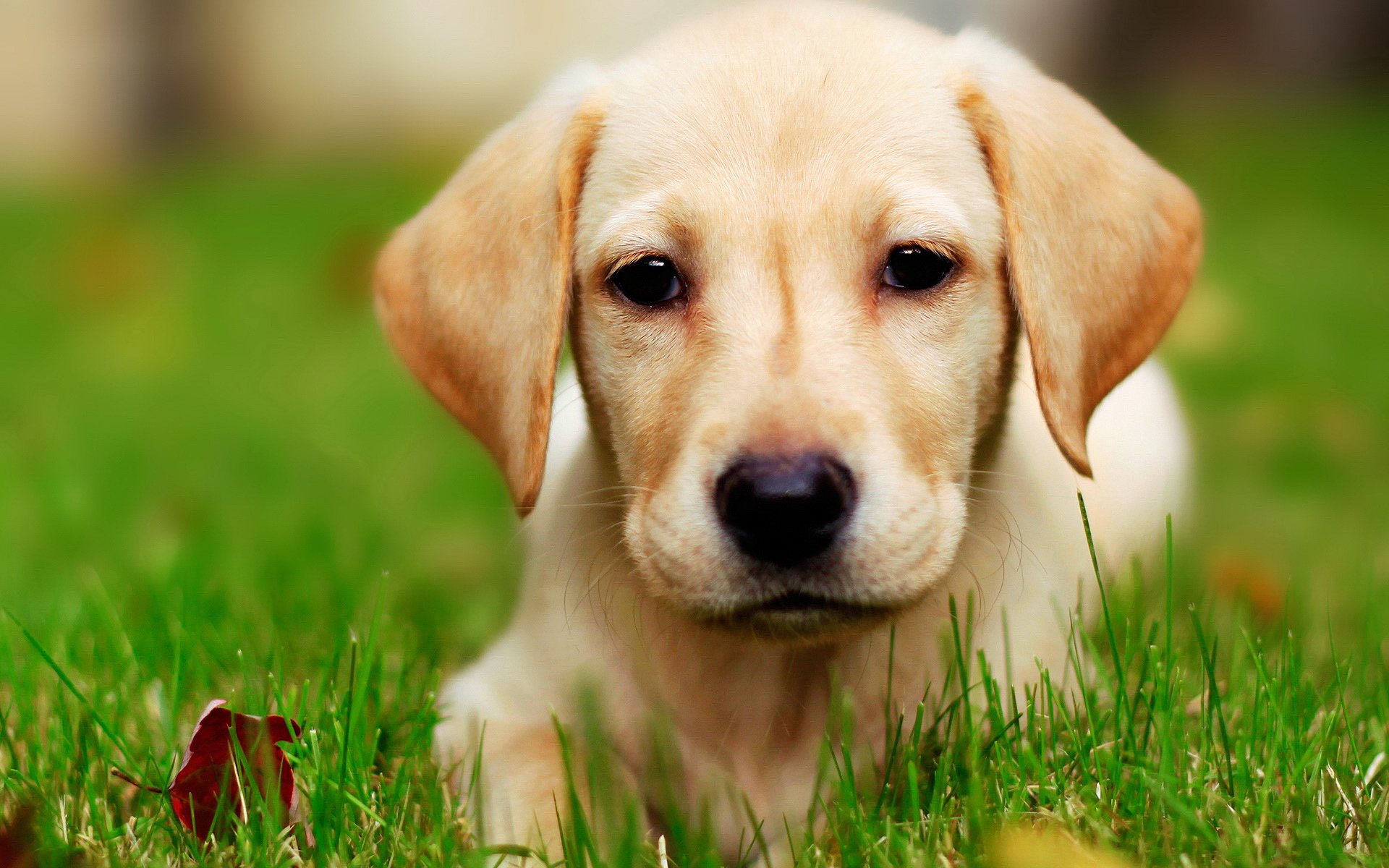 萌宠,动物,可爱,儿童桌面专用,宠物,汪星人