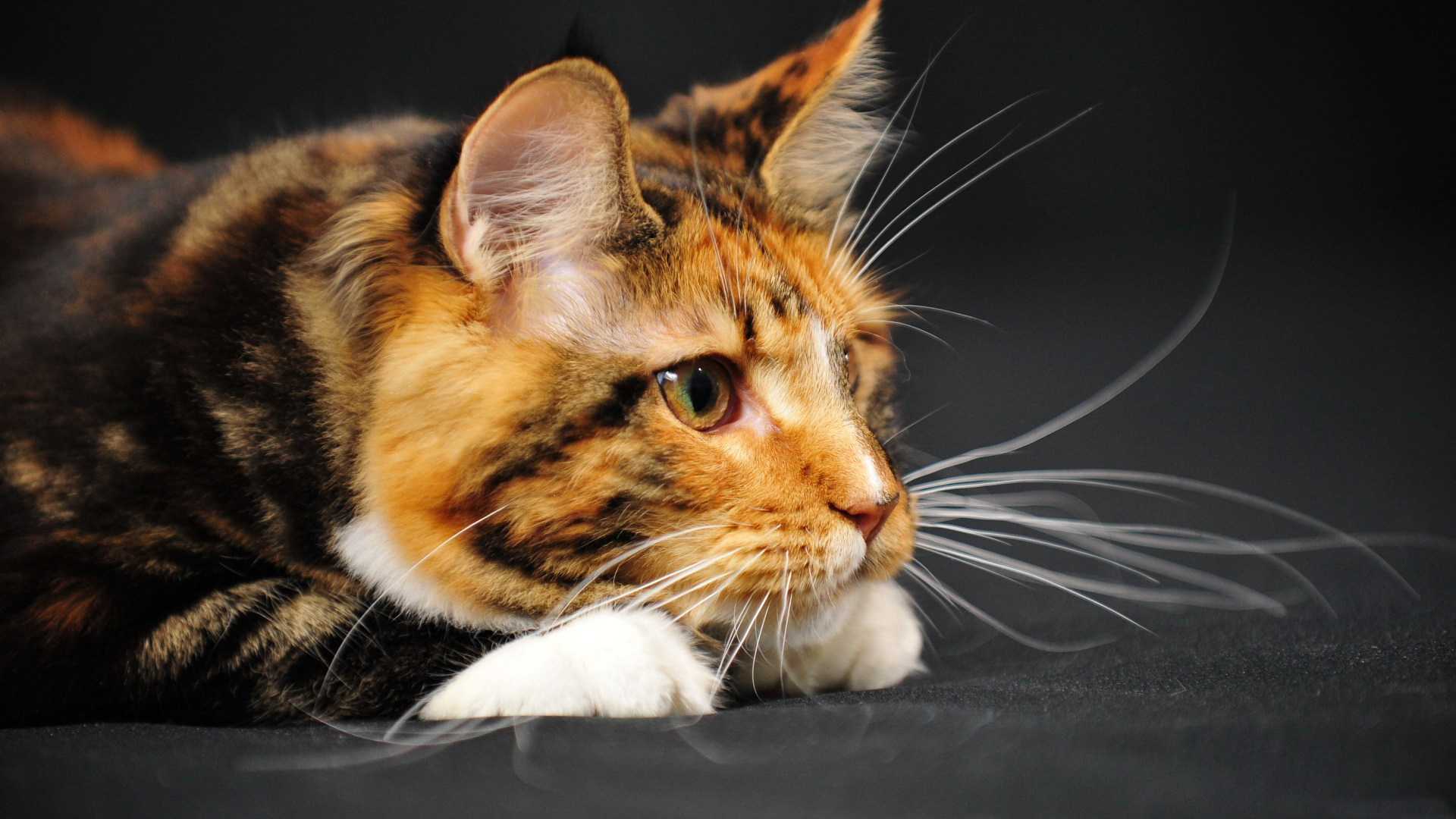 萌宠,动物,可爱,儿童桌面专用,宠物,喵星人,卖萌图