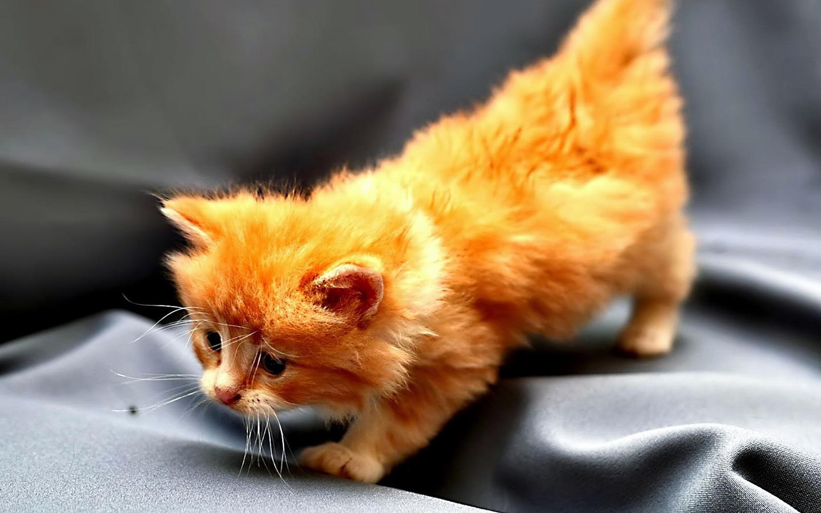 萌宠,动物,可爱,儿童桌面专用,宠物,喵星人,卖萌图