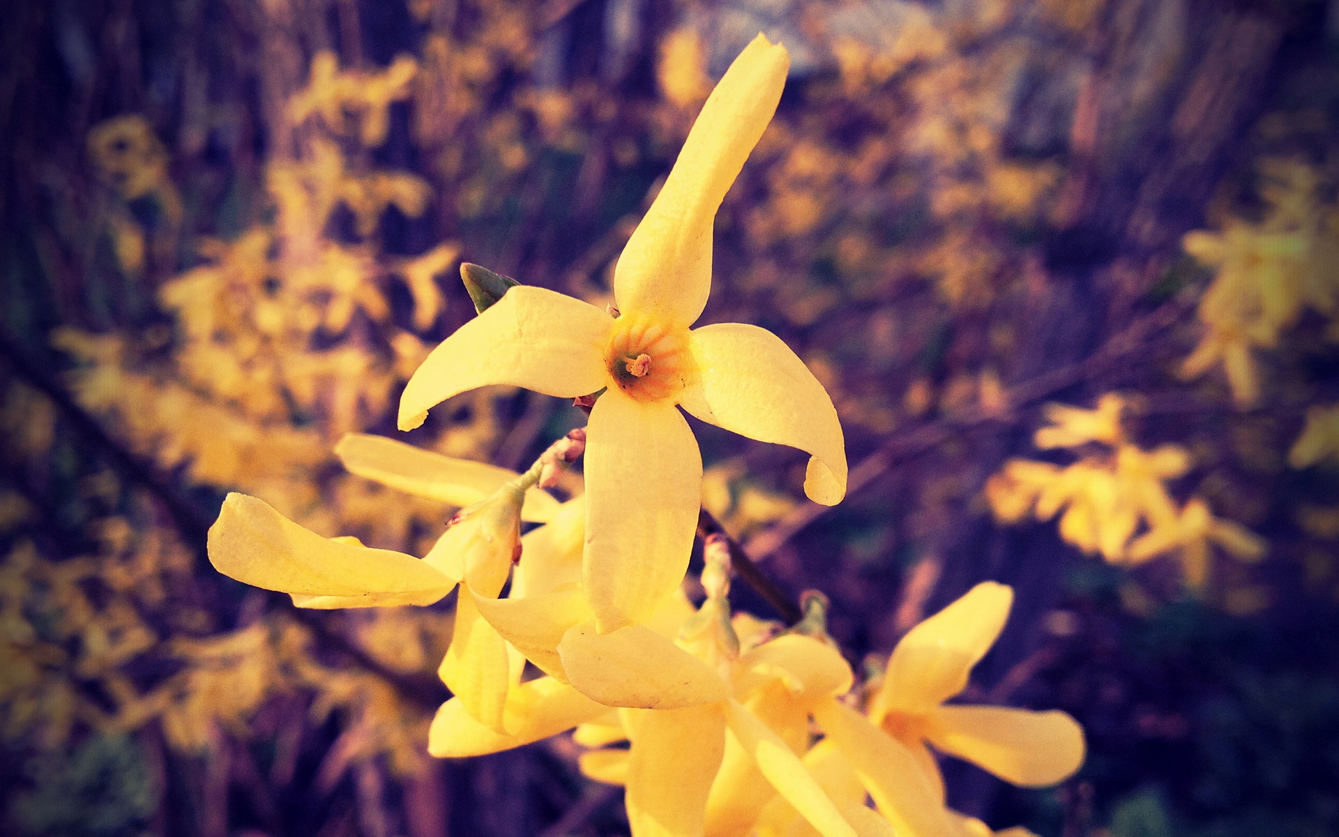 小清新,清爽,温馨,鸟语花香,儿童桌面专用