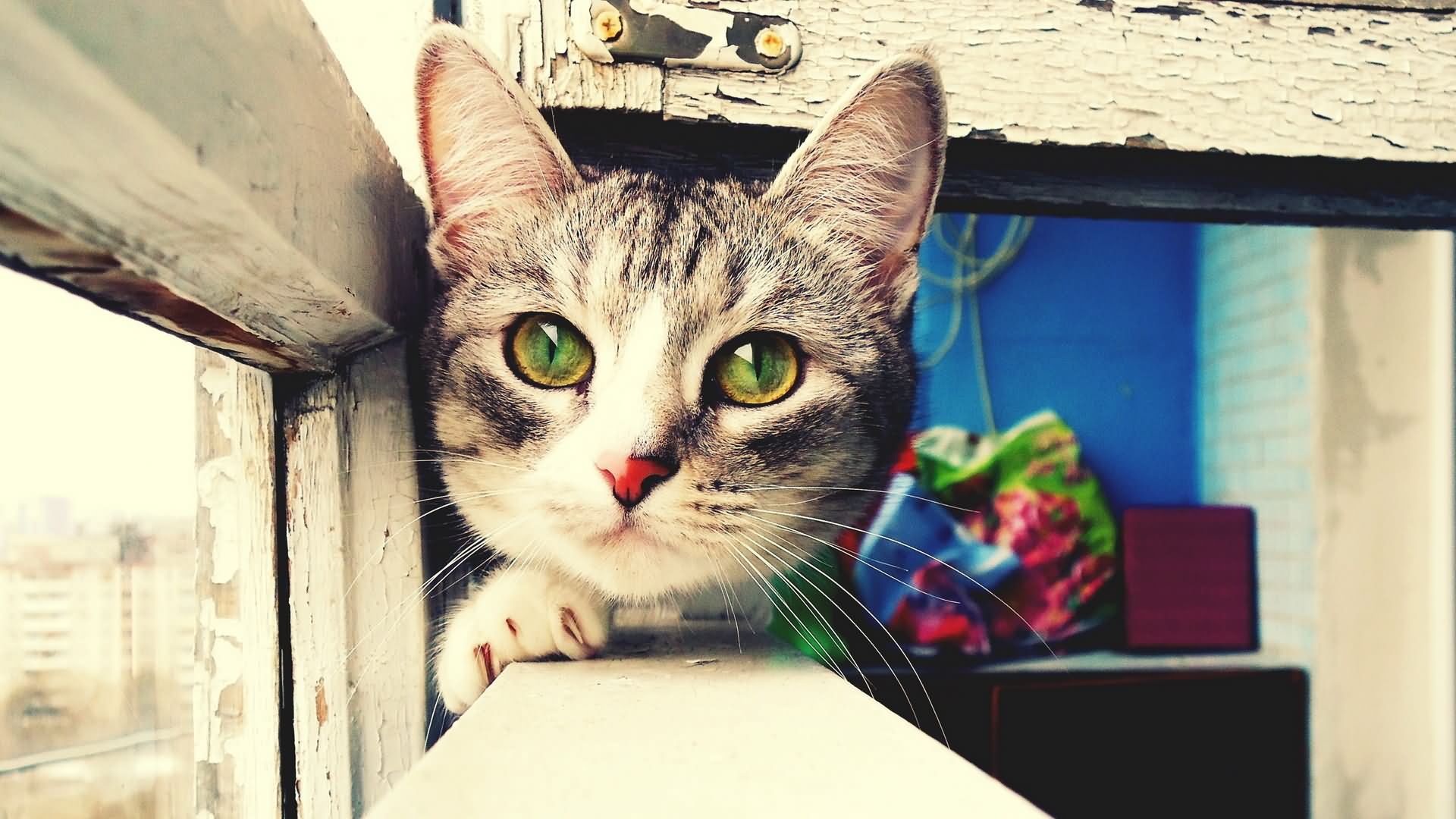 萌宠,动物,可爱,儿童桌面专用,六月四日,喵星人,卖萌图