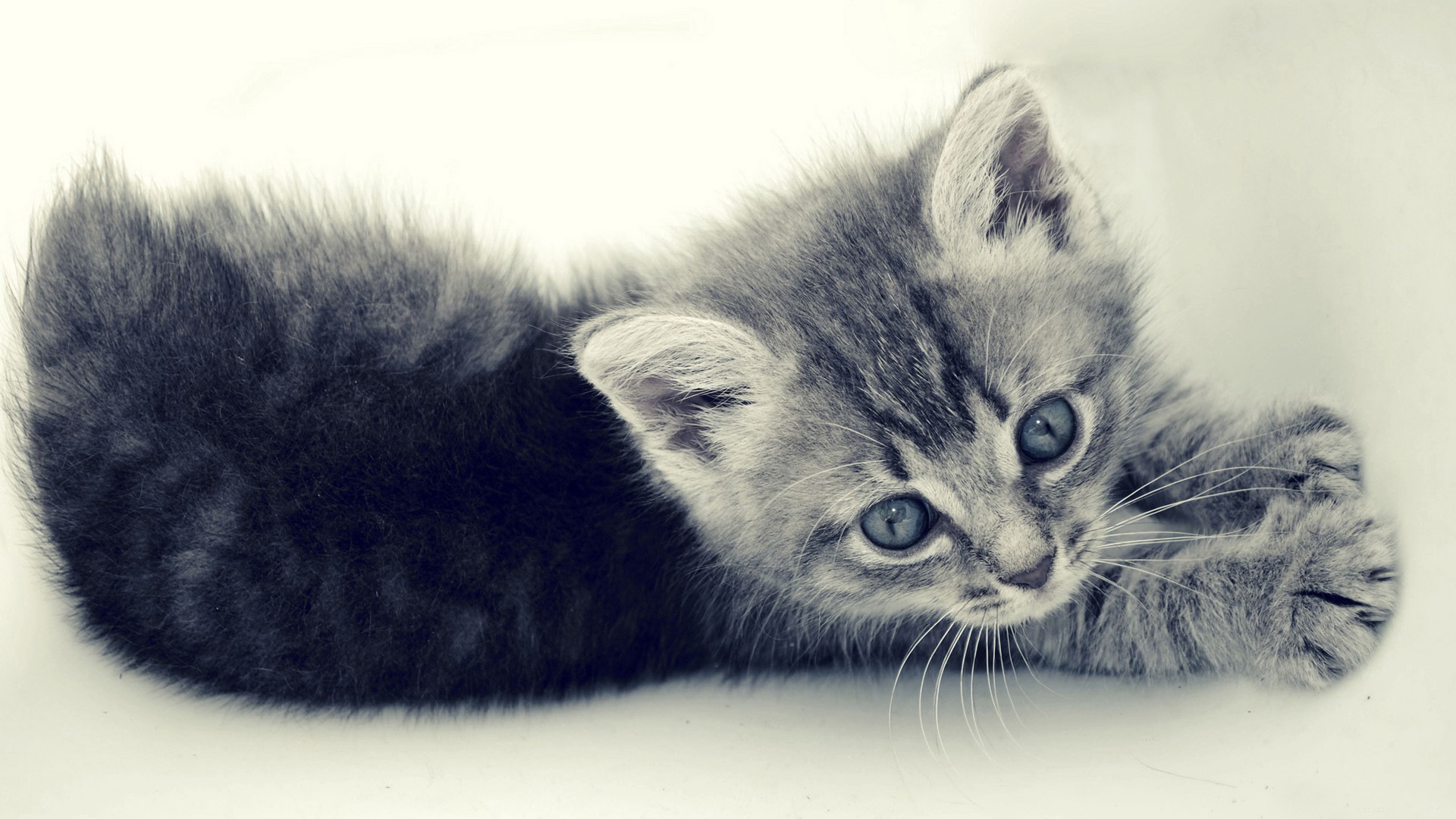 萌宠,动物,可爱,萌物,宠物,喵星人,猫,卖萌图,儿童桌面专用