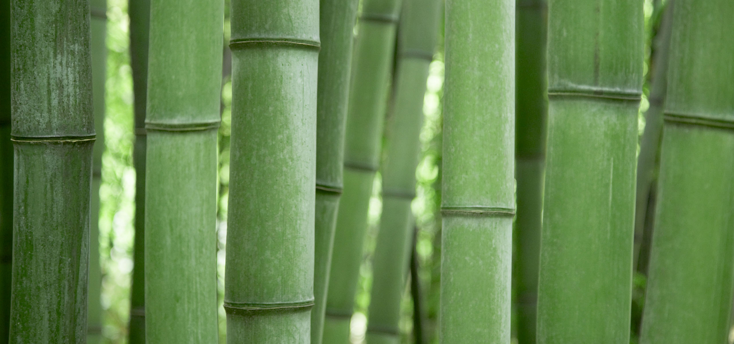 小清新,护眼壁纸,绿色,竹林,儿童桌面专用