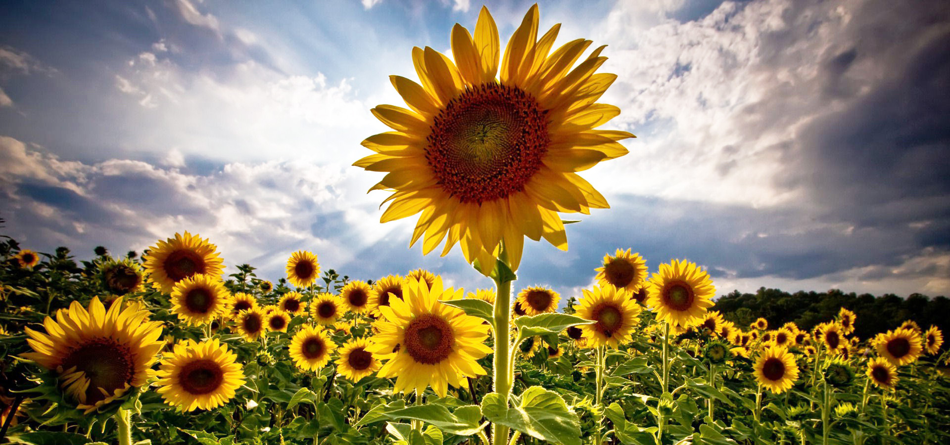 超宽,全景,风景,春意盎然,mlgb,儿童桌面专用