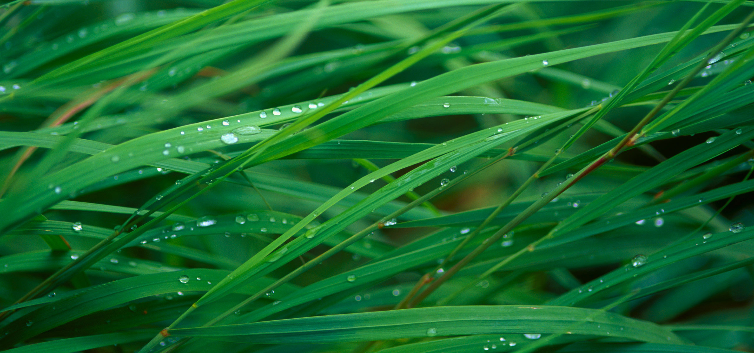 超宽,全景,风景,春意盎然,mlgb,儿童桌面专用