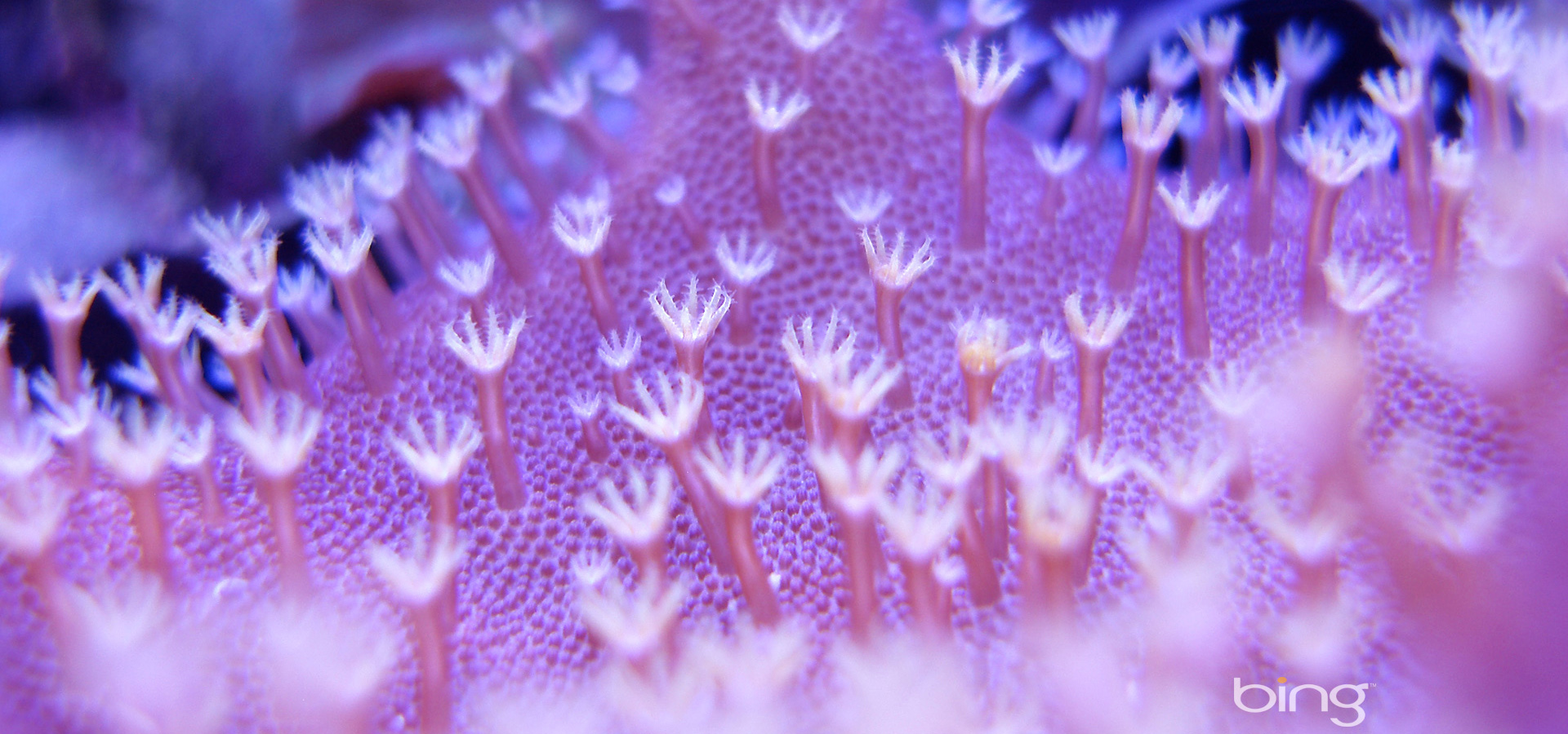 超宽,全景,风景,春意盎然,mlgb,儿童桌面专用