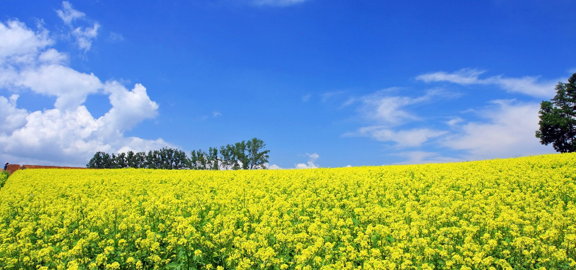 超宽,全景,风景,蓝天白云,春意盎然,mlgb,儿童桌面专用