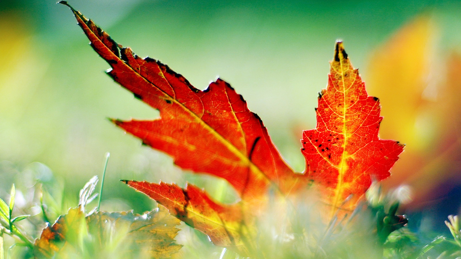 超宽,全景,风景,秋意正浓,mlgb,儿童桌面专用