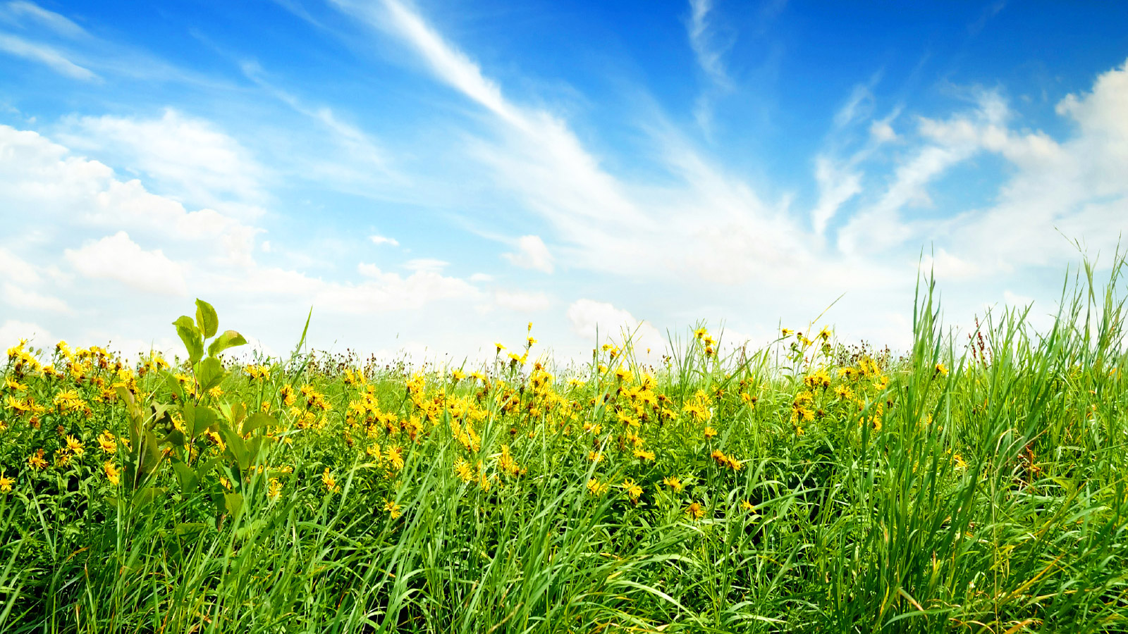超宽,全景,风景,春意盎然,mlgb,儿童桌面专用