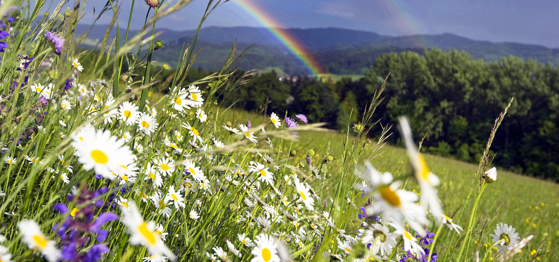超宽,全景,风景,春意盎然,mlgb,儿童桌面专用