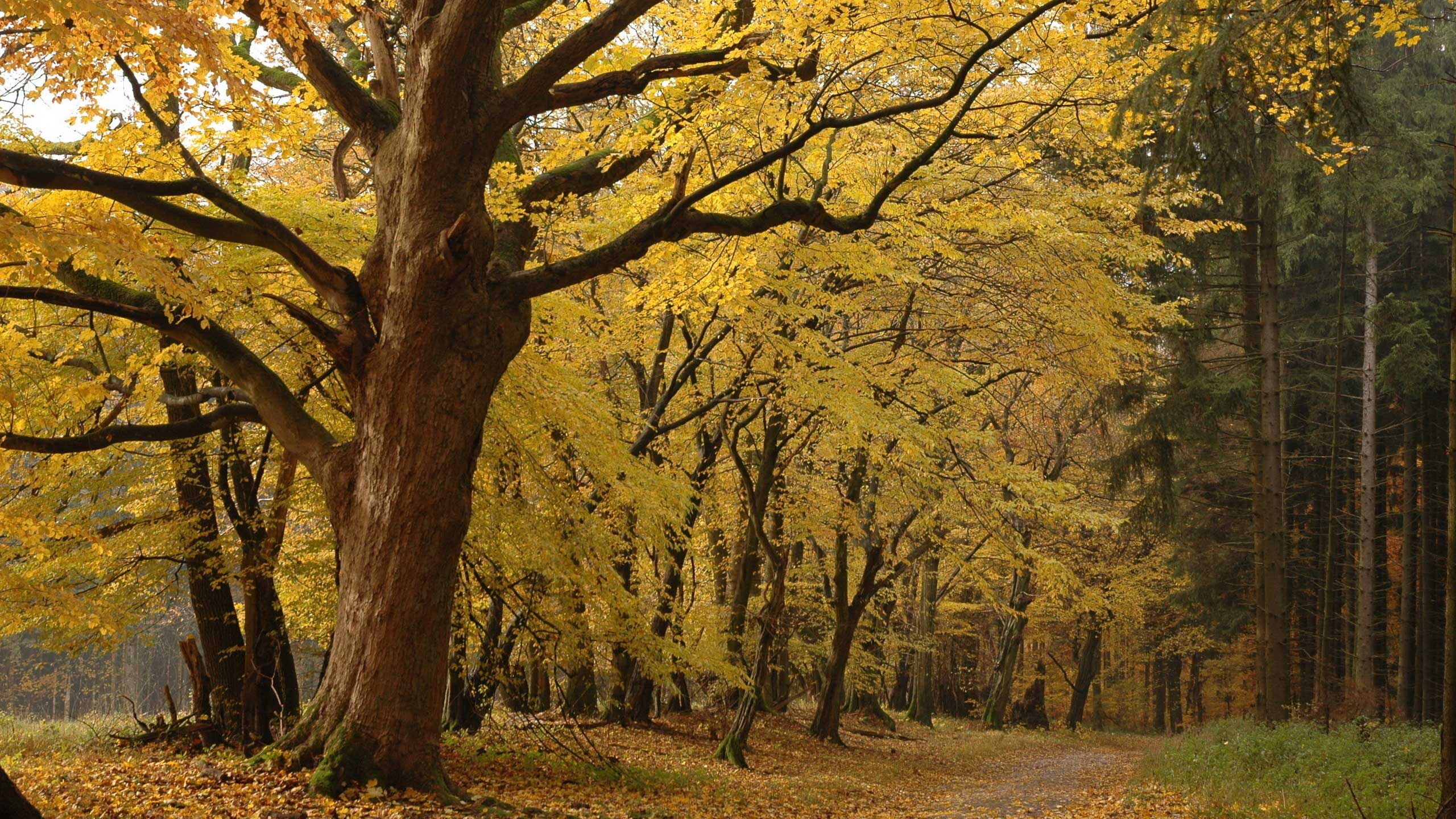 风景,秋意正浓,mlgb,儿童桌面专用