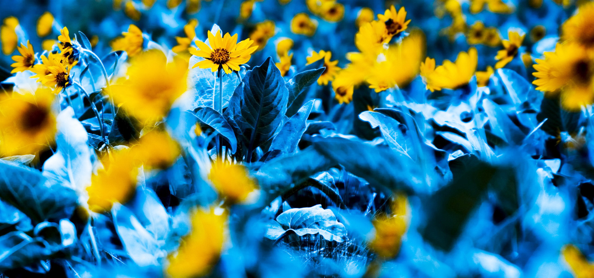 超宽,全景,风景,春意盎然,mlgb,儿童桌面专用