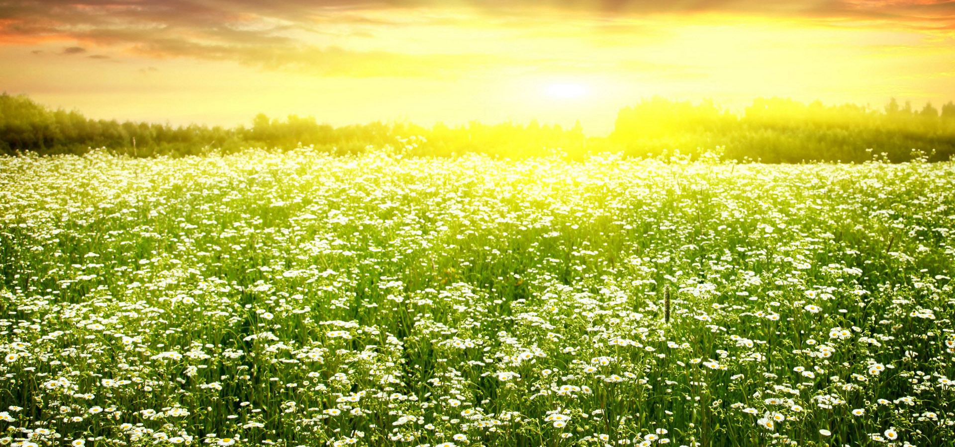 超宽,全景,风景,春意盎然,mlgb,儿童桌面专用