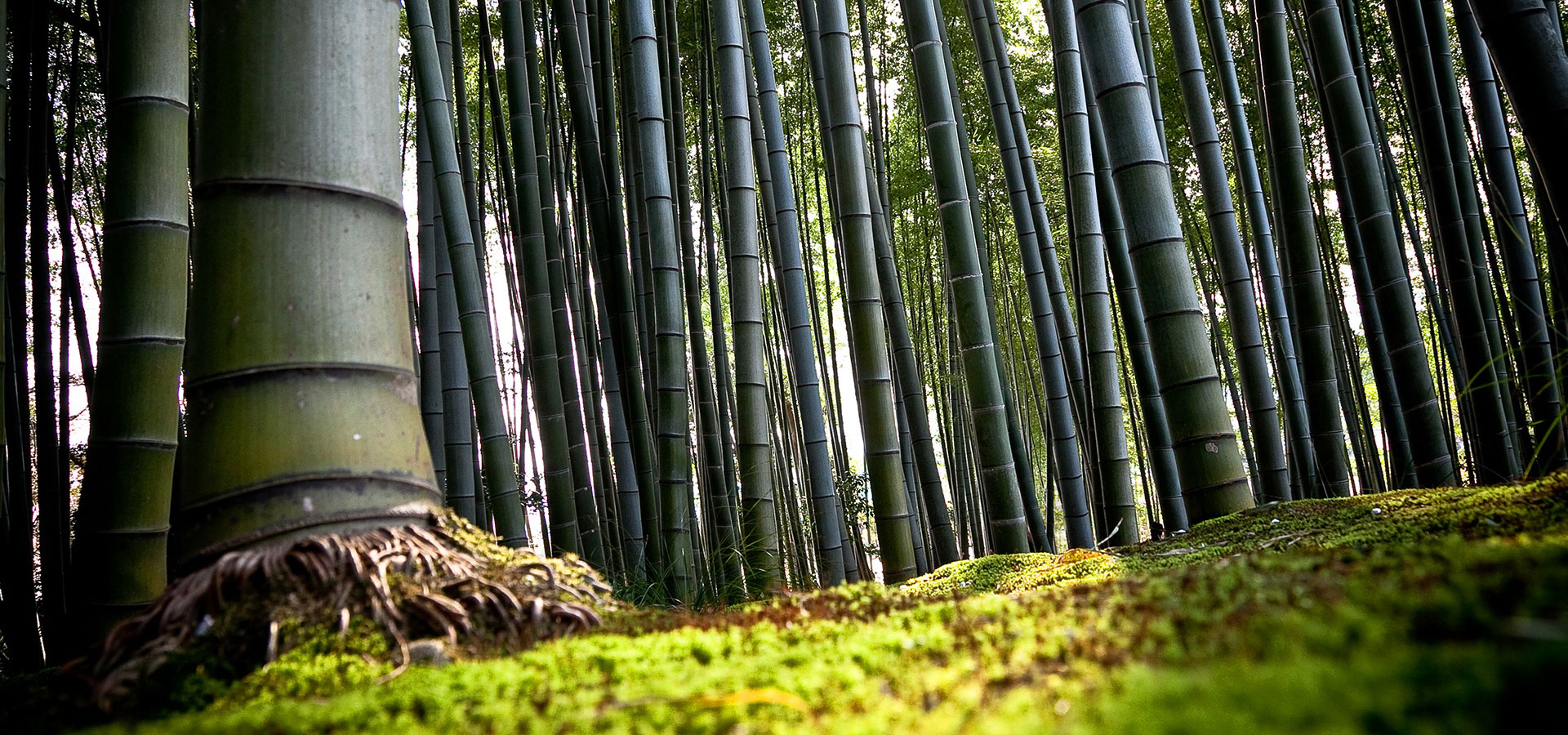 超宽,全景,风景,自然风光,竹林,儿童桌面专用