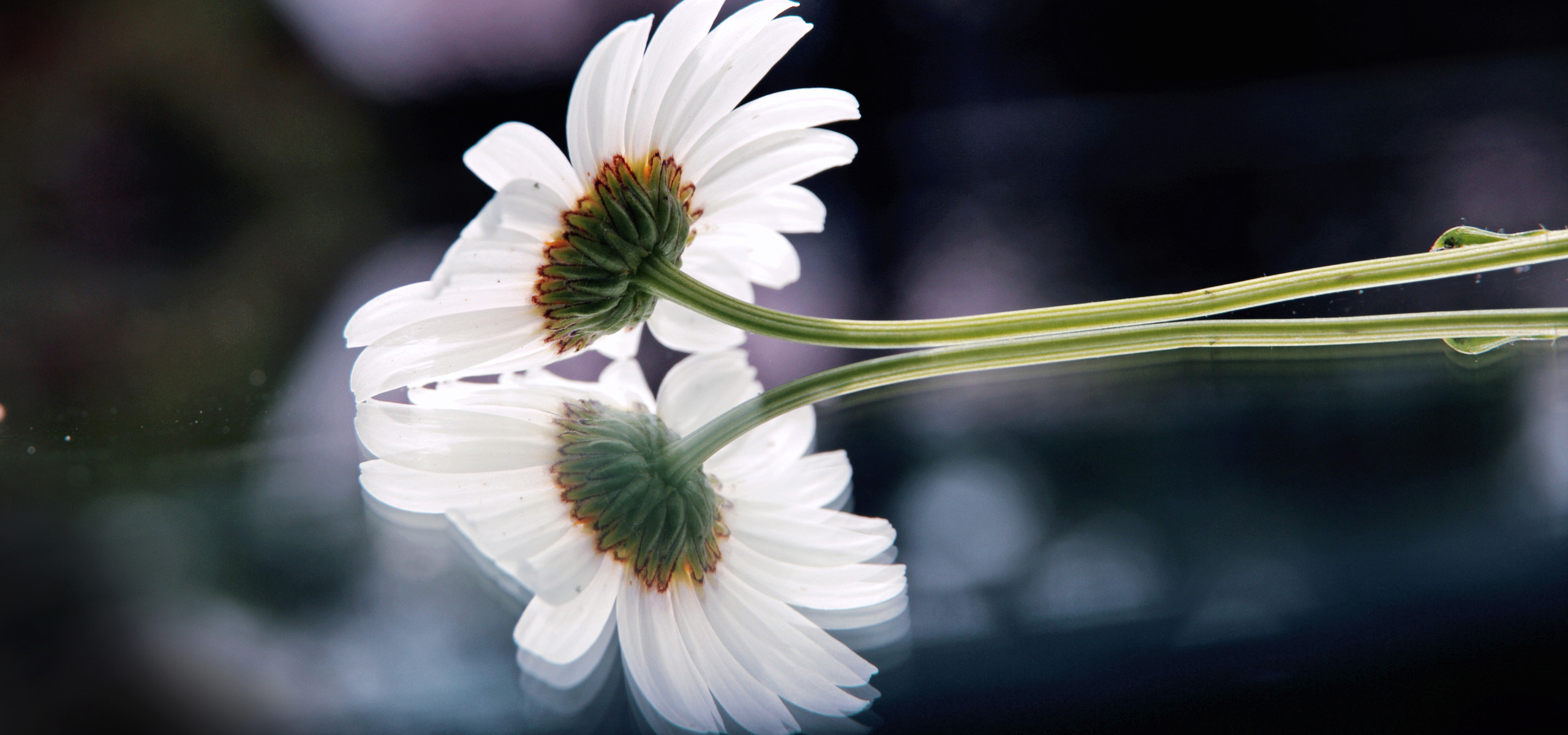 超宽,全景,风景,春意盎然,mlgb,儿童桌面专用