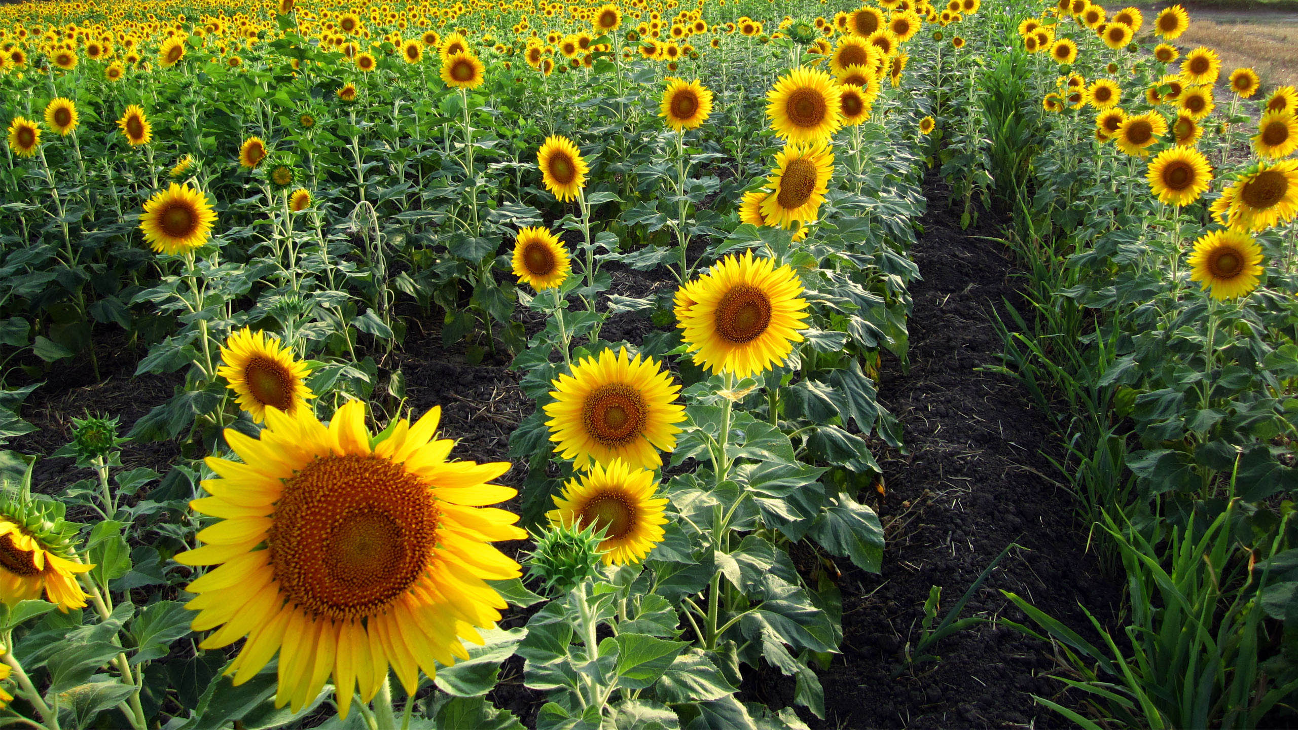 超宽,全景,风景,春意盎然,mlgb,儿童桌面专用