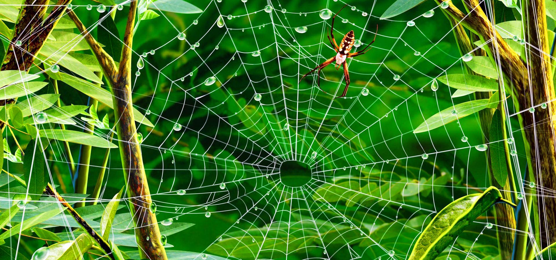 超宽,全景,风景,春意盎然,mlgb,儿童桌面专用