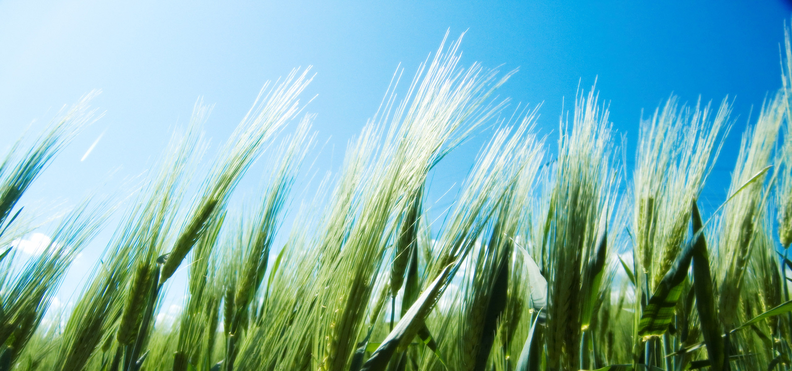 超宽,全景,风景,春意盎然,mlgb,儿童桌面专用