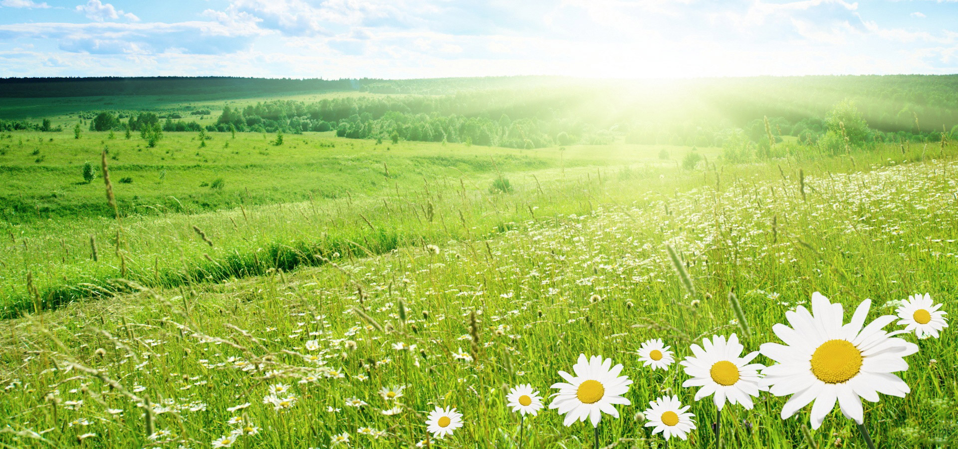 超宽,全景,风景,碧绿草原,春意盎然,mlgb,儿童桌面专用