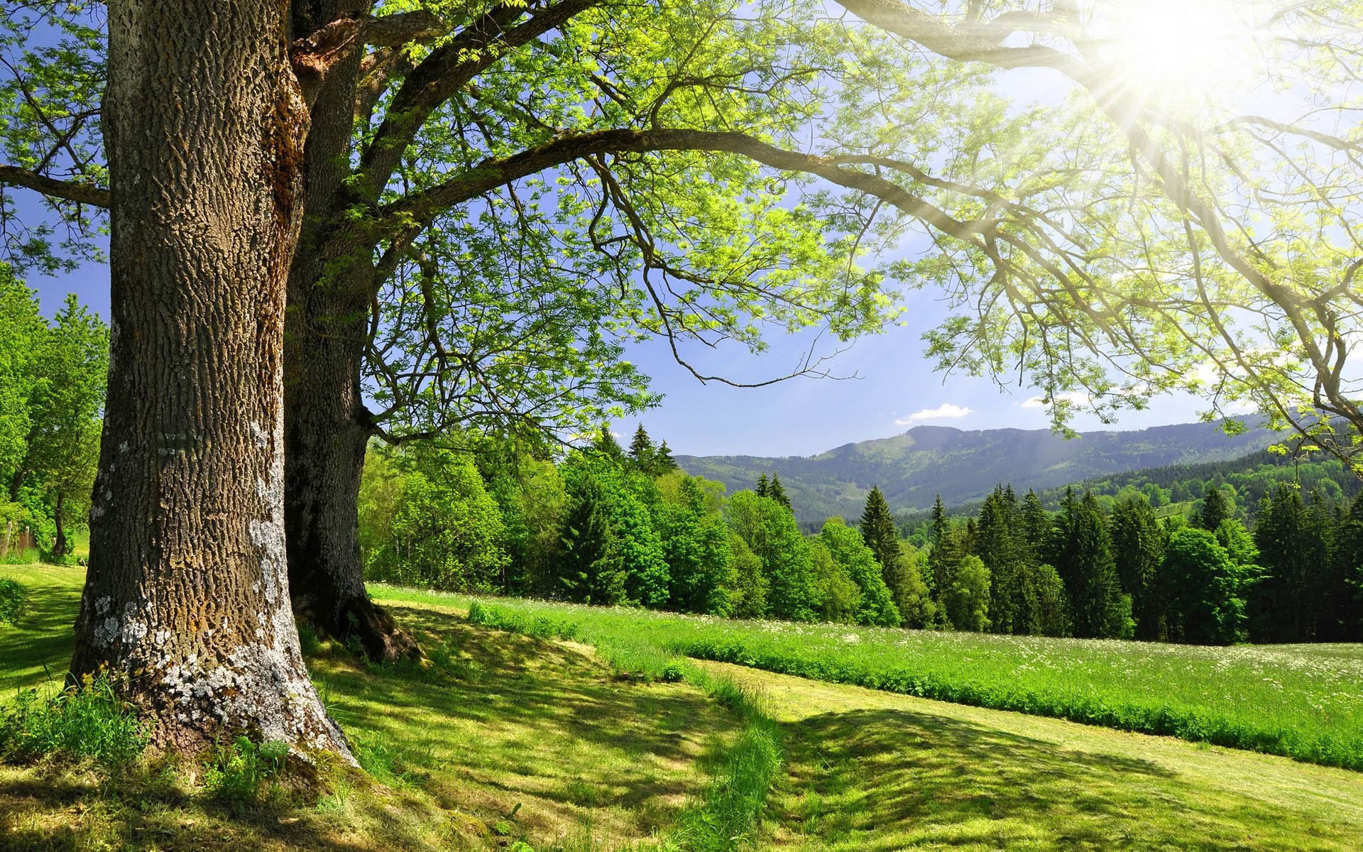 小清新,护眼壁纸,儿童桌面专用