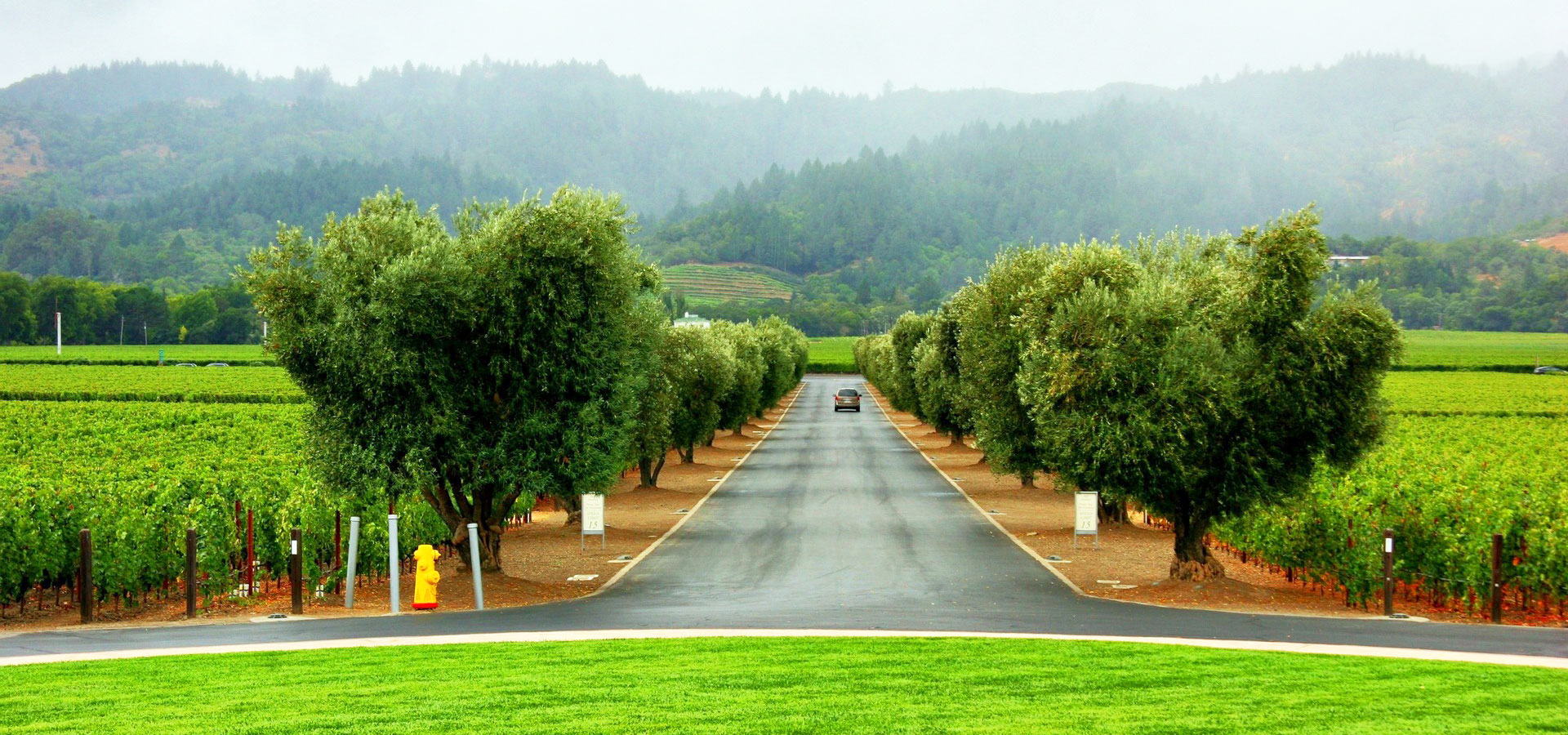 超宽,全景,风景,儿童桌面专用,春意盎然,mlgb