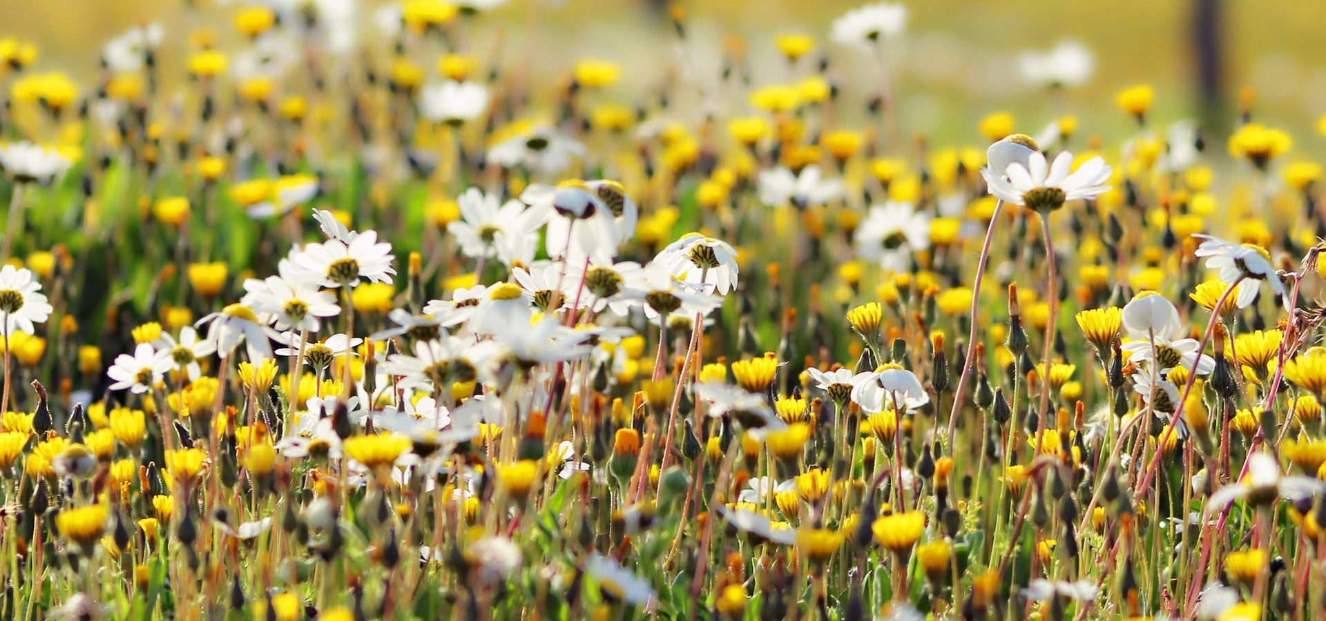 超宽,全景,风景,春意盎然,mlgb,儿童桌面专用