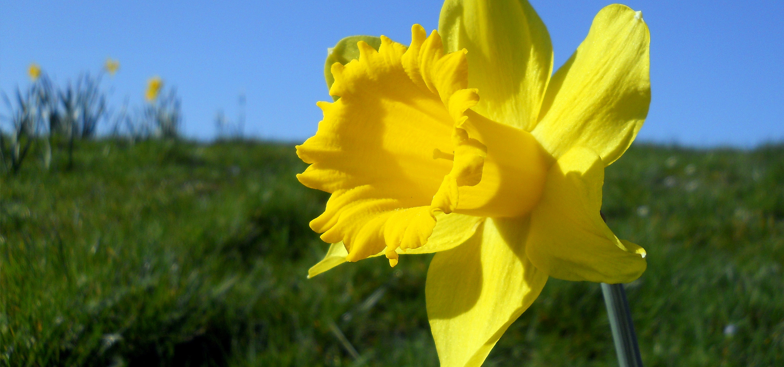 超宽,全景,风景,春意盎然,mlgb,儿童桌面专用