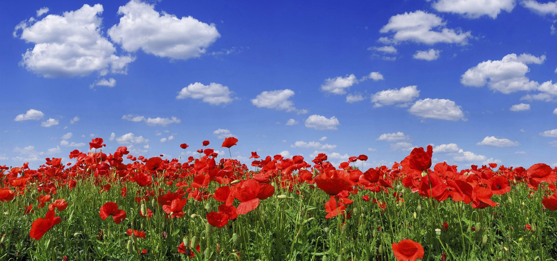 超宽,全景,风景,春意盎然,mlgb,儿童桌面专用