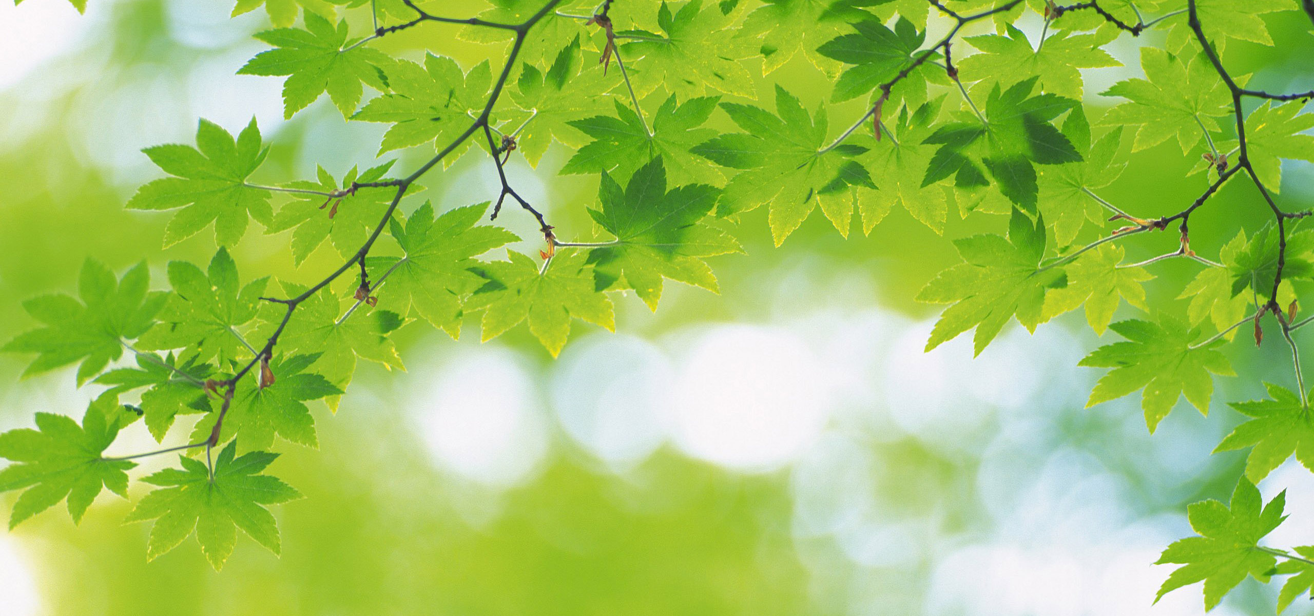 超宽,全景,风景,儿童桌面专用,春意盎然,mlgb