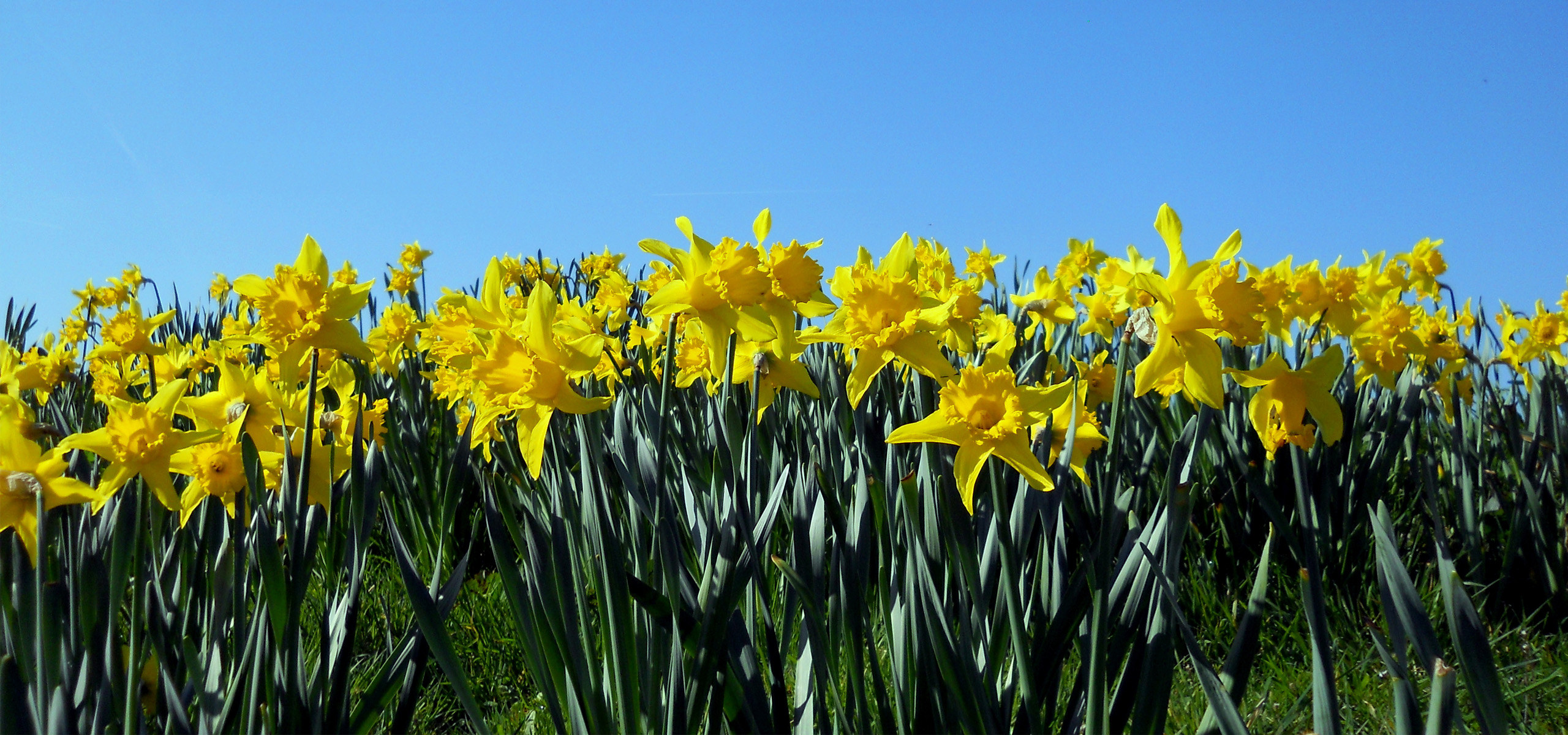 超宽,全景,风景,春意盎然,mlgb,儿童桌面专用