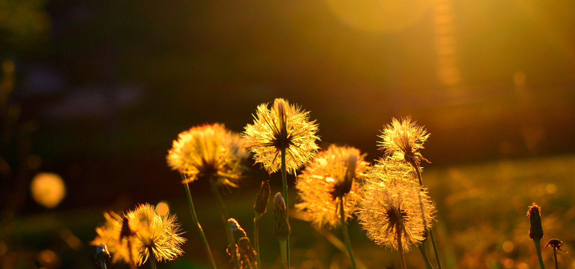 超宽,全景,风景,春意盎然,mlgb,儿童桌面专用