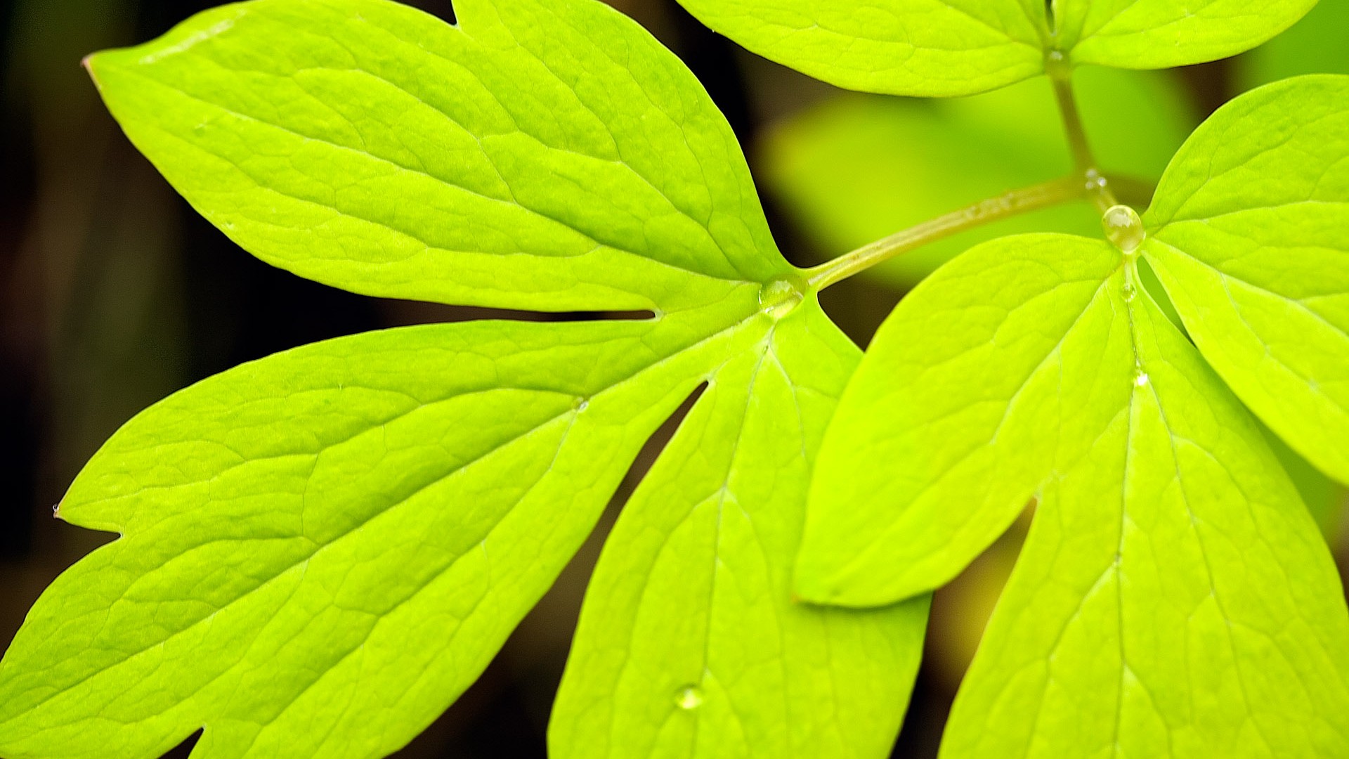 小清新,护眼壁纸,八月三十一日,儿童桌面专用