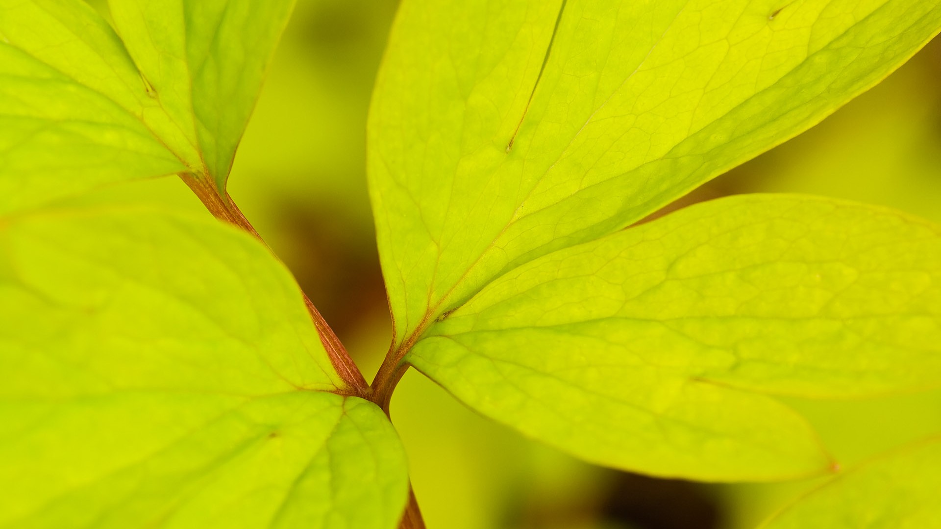 小清新,护眼壁纸,八月三十一日,儿童桌面专用