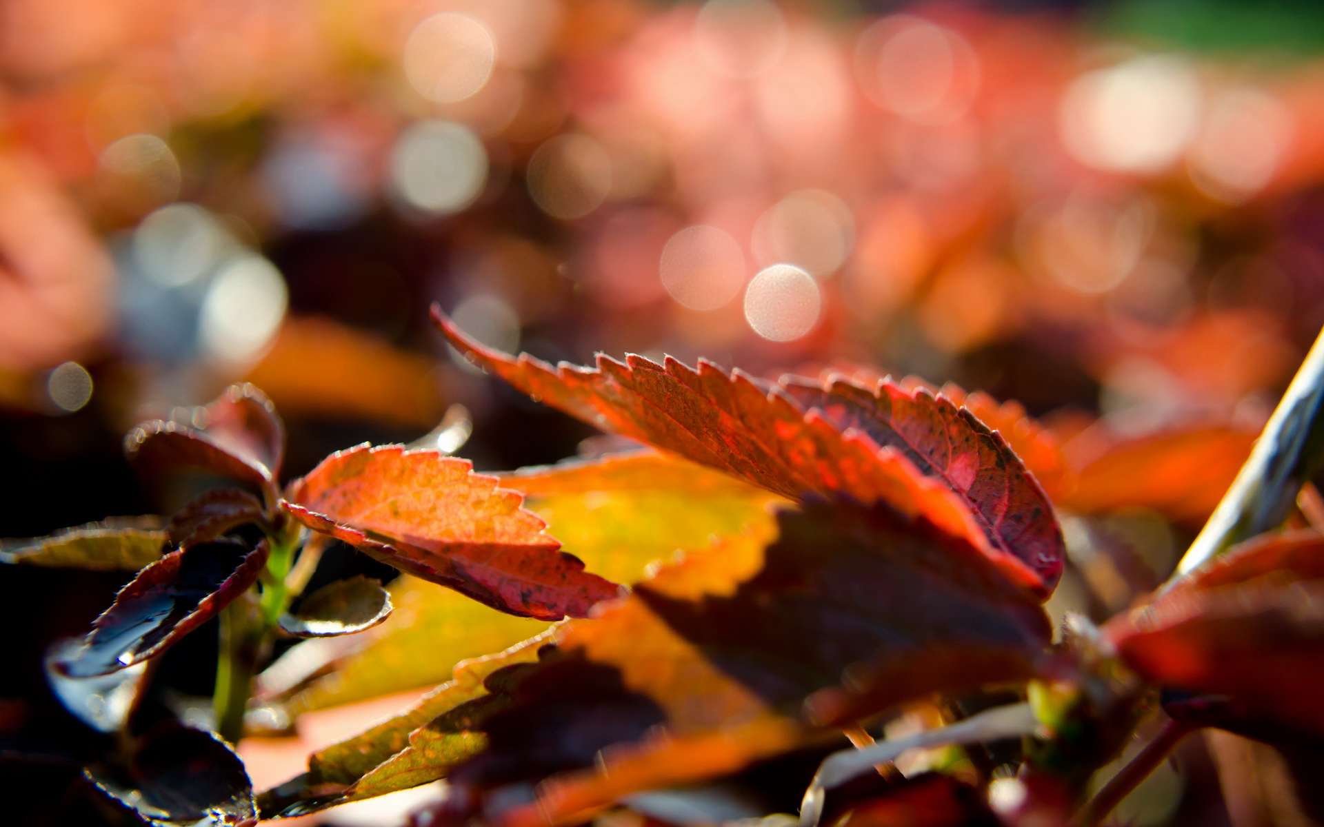 秋天的童话,九月二十四日