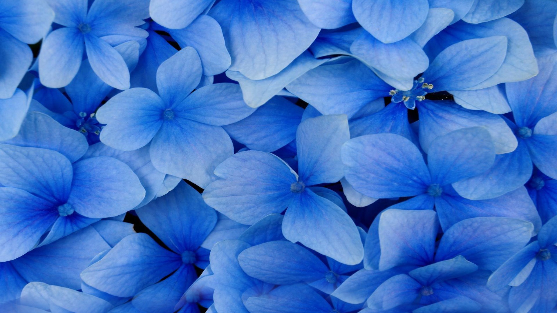 小清新,护眼壁纸,花卉,十月三十一日,儿童桌面专用