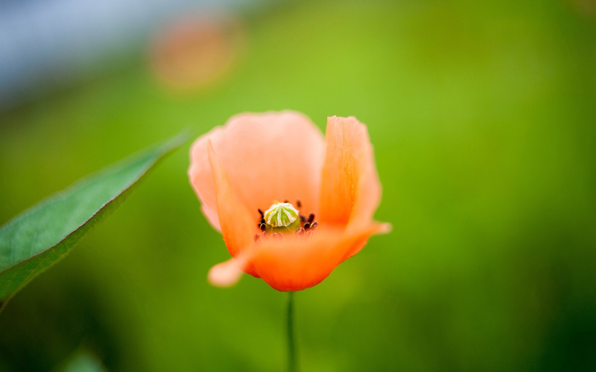 小清新,娇艳欲滴,十月二十九日,儿童桌面专用