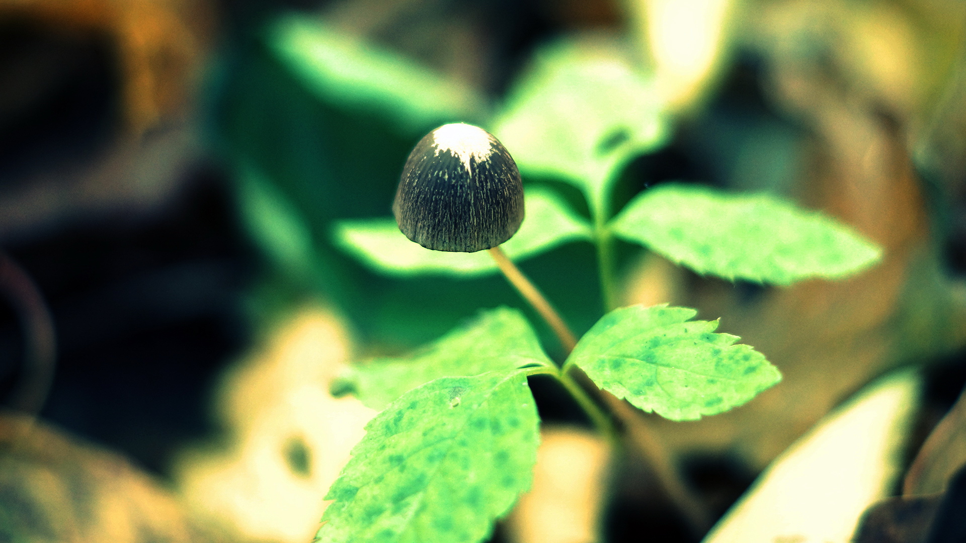 小清新,护眼壁纸,十月二十九日,儿童桌面专用